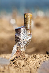 Healing cleft graft on a cherry tree