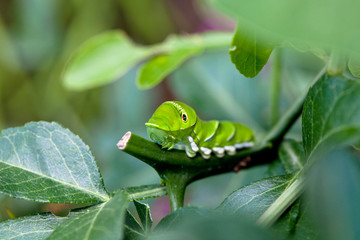 Swallowtai lavar in South Korea. Papilio machaon