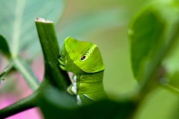 Swallowtai lavar in South Korea. Papilio machaon