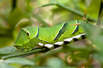 Swallowtai lavar in South Korea. Papilio machaon
