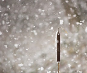 snowy bull rush closeup 