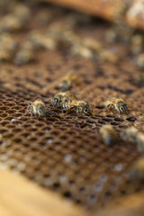 Working bees on the honeycomb with sweet honey 