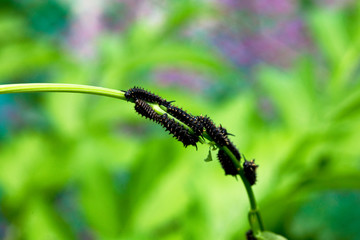 The scientific name is Sericinus montela in the period of larva