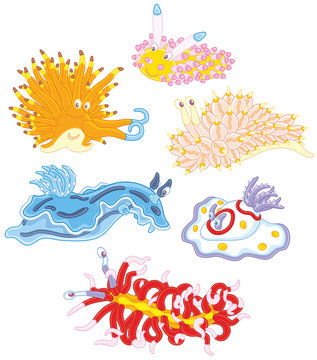 Collection of colorful sea molluscs, vector illustrations in a cartoon style