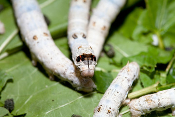 Silkworm eating mulberry green leaf 