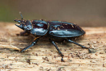 Stag beetle Male 