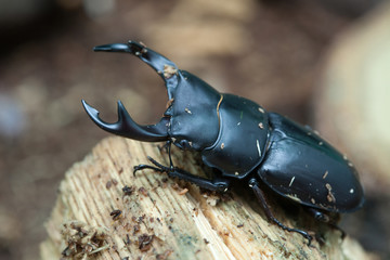 Dorcus hopei binodulosus Waterhouse Male stag beetle 