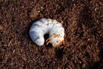 Stag beetle larva at pupal stage 
