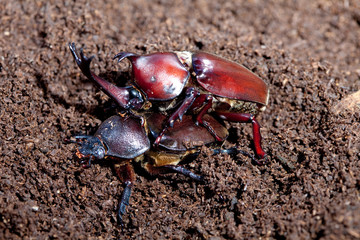 Mating Rhinoceros beetles