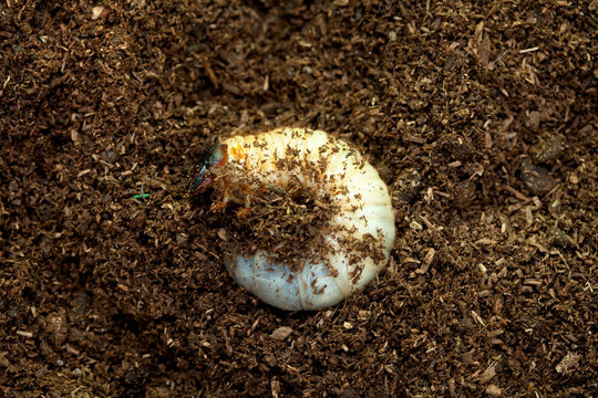 Rhinoceros Beetle Larva At Pupal Stage