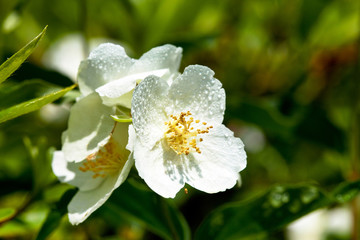 Obraz na płótnie Canvas Flowering Multiflora rose. Rosa multiflora.