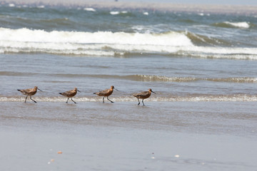 A family of Birds. Common Snipe. Gallinago gallinago in korea