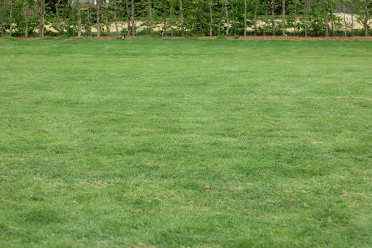 Image of green grass on lawn. In the background there are two birds of magpies walking between a hedge of young trees or bushes.