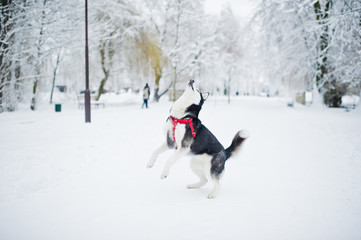 Husky dog on a leash walking at park on winter day.