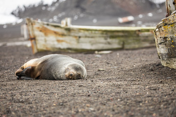 a sleeping fur seal
