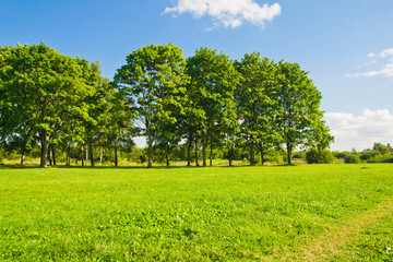 trees on the forest edge on summer