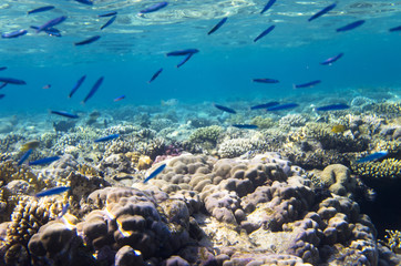 Coral bottom of the sea with a floating fish stand