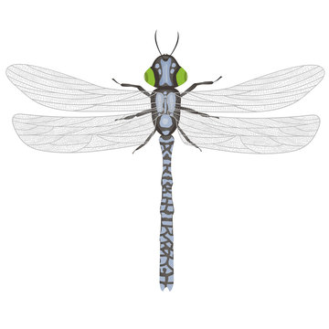 painted dragonfly on white background