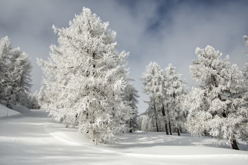 frozen trees