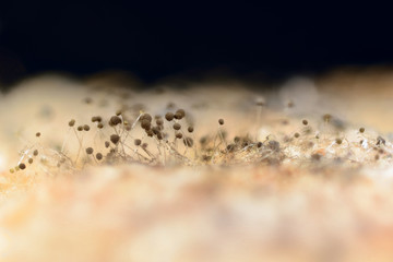 Extreme close-up of mold on the piece of bread