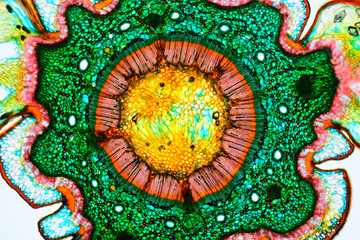 Cross section of a plant. Histological specimen