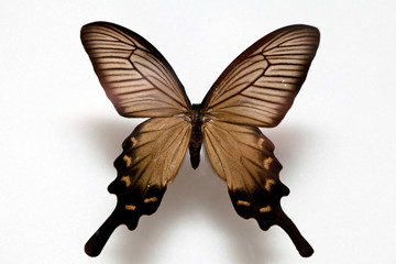 Butterfly specimen korea,Atrophaneura alcinous,Menelaides alcinous