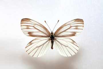 Fototapeta na wymiar Butterfly specimen korea,Butterfly keunhuinjul,Female