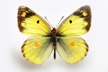 Butterfly specimen korea,Colias erate,Sulfur 