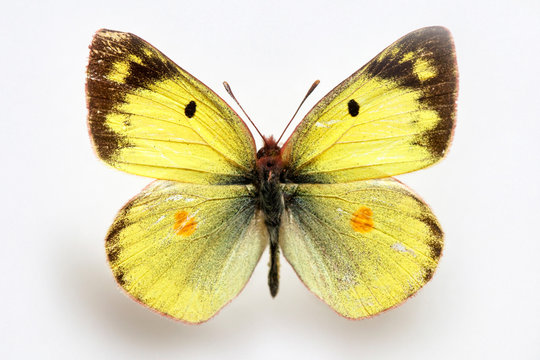 Butterfly specimen korea,Colias erate,Sulfur 