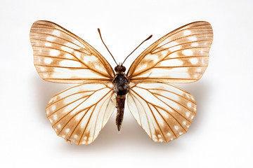 Fototapeta na wymiar Butterfly specimen korea,Hestina japonica,Male