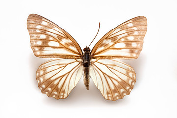 Fototapeta na wymiar Butterfly specimen korea,Hestina japonica,Female