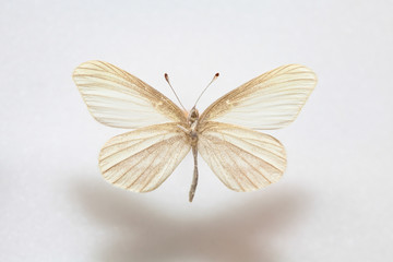 Fototapeta na wymiar Butterfly specimen korea,Leptidea amurensis,Male