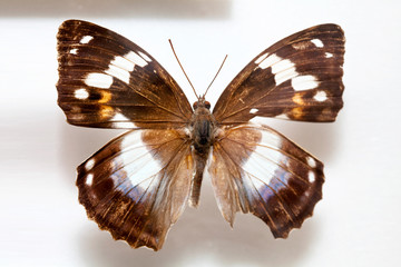 Butterfly specimen korea,Mimathyma schrenckii,Male 