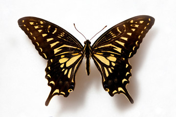 Butterfly specimen korea,Tiger Swallowtail 