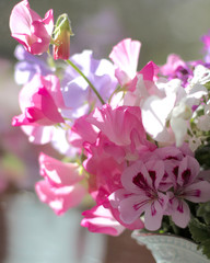 Sweet peas and geraniums in a jug