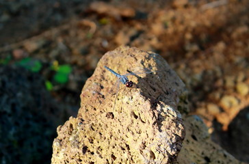 A blue dragonfly soft focus with clear wings and brown eyes sits on a volcanic porous lava stone. 