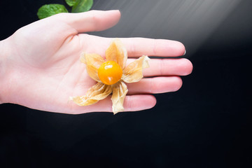 Physalis on a dark background, top view.