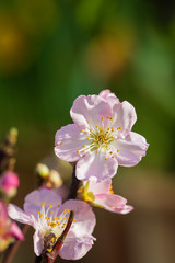 Flowering or blossoming almond-tree, macro, spring gardening concept.