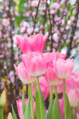 Blossoming pink tulips, selective focus, spring postcard background concept.