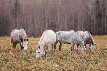 Obraz na płótnie Canvas A herd of thin horses is grazing in the daytime in a yellow field in the autumn forest.