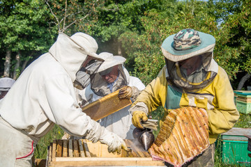 a group of beekeepers work in the apiary