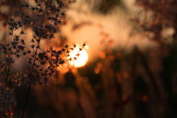 Blur and soft silhouette of grass flowers with orange sunset background