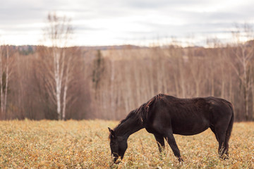 A lone, thin black horse is grazing in the field in the autumn forest in the daytime.