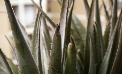 Aloe vera plant