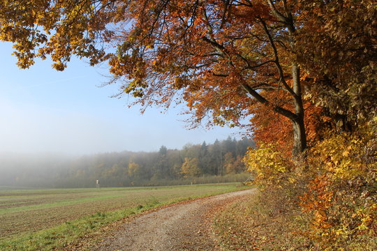 Herbst im Nationalpark Hainich