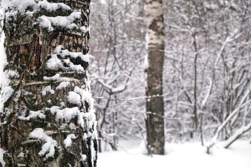 Winter forest covered with clean white snow with birch tree trunk on the front closeup view