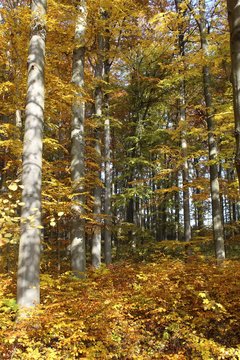 Herbst im Nationalpark Hainich