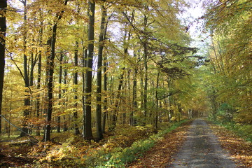 Herbst im Nationalpark Hainich