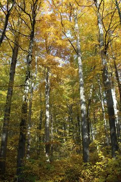 Herbst im Nationalpark Hainich