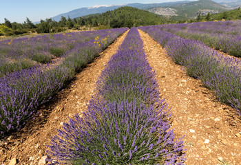 Lavender field near Salt and Mont Ventoux in the background. Provence, France